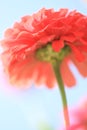 Dreamlike pink flower Royalty Free Stock Photo