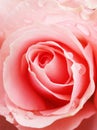 Dreamlike pink rose close up with rain water droplets Royalty Free Stock Photo