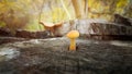 Dreamlike tiny poisonous mushroom growing on old tree stump in autumn forest Royalty Free Stock Photo