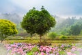 Dreamlike village in spring