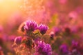 Dreamlike warm morning field, clover flowers close-up, nice pink dawn, beautiful natural desktop Wallpaper Royalty Free Stock Photo