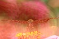 Dreamlike yellow Butterfly on flower Royalty Free Stock Photo