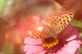 Dreamlike yellow butterfly on pink flower