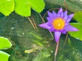 DreamPurple water lilies in a small green-toned guppies pond.