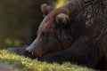 Dreams: Artistic Picture Of Big European Brown Bear Close-Up. Photo Of Great Bear Ursidae, Ursus Arctos With Expressive Sad Ey Royalty Free Stock Photo