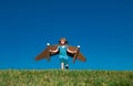 Dreams of travel. Child flying on jetpack with toy airplane on sky background. Happy child playing in cardboard plane Royalty Free Stock Photo