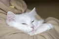 The dreams of white cat Turkish angora. Caring for pets