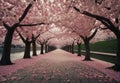 Cherry Blossom Salute: Stroll along a stone path Royalty Free Stock Photo