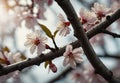 Cherry Blossom Prelude: Signaling Spring\'s Arrival