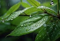 Raindrops on Leaves: Spring Shower Serenity