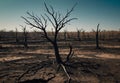 Barren Shadow trees: Climate Change\'s Toll on Forest Life Royalty Free Stock Photo