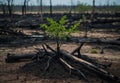 Resilience Rising: Birth of a Sapling After Forest Devastation Royalty Free Stock Photo