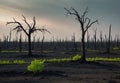 Resilience Rising: Rebirth After Forest Devastation Royalty Free Stock Photo