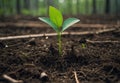 Symbol of Renewal: Sapling Amidst Barren Forest Royalty Free Stock Photo