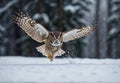 Great Horned Owl in Flight: Snowy Hunting Expedition