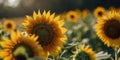 Sunflower Field Panorama: Focus on Vibrant Blooms