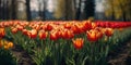 Red Tulip Panorama: Golden Hour Beauty in Nature