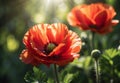Radiant Poppy: Vibrant Bloom in Sunlight