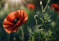 Radiant Poppy: Vibrant Bloom and buttons in Sunlight