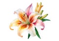 Hand-Drawn Lily Flower on Transparent Background