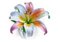 Colorful Lily Flower on Transparent Background Royalty Free Stock Photo