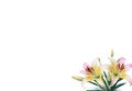 Colorful Lily Flowers in the corner on Transparent Background Royalty Free Stock Photo