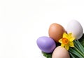 Easter Eggs and Daffodil on Transparent Background