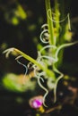 Dreamy abstract spiral plant with blurred background