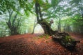 Dreamy autumn forest in fog. Mystical foggy trees Royalty Free Stock Photo