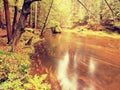 Dreamy autumn mountain river covered by orange beech leaves. Fresh green leaves on branches above water make colorful refle Royalty Free Stock Photo