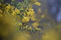 Dreamy background of the Silver Wattle Royalty Free Stock Photo