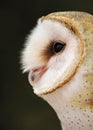 Dreamy Barn Owl Portrait Royalty Free Stock Photo