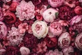 Dreamy Beautiful pink flowers plants on background. Generate ai