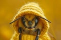 Dreamy bee with yellow hood. Royalty Free Stock Photo