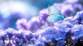 Dreamy Blue Butterfly On Purple Flowers: Soft And Vibrant Nature Photography Royalty Free Stock Photo