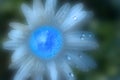 dreamy blue echinacea flower close up