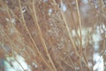 Dreamy blurry & soft focus of a group of little dried grass flower.