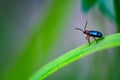 Dreamy bug looking into the wild Royalty Free Stock Photo