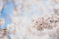 Dreamy cherry blossoms as a natural border, studio isolated on pure white background, panorama format Royalty Free Stock Photo