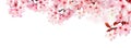 Dreamy cherry blossoms isolated on white Royalty Free Stock Photo