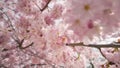 Dreamy cherry blossoms on the tree