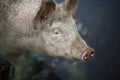 Dreamy close up portrait of a young pig, piglet, from a high angle with a hazy blurred background.