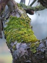 Treebranches with moss, woods forest branches tree close closeup light dawn boughs treeebranches sun Royalty Free Stock Photo