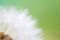 Dreamy dandelion macro