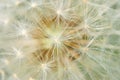 Dreamy dandelion macro