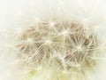 Dreamy dandelion macro