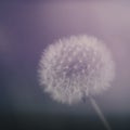 Dreamy dandelion seedhead aka clock. Defocussed blurry romantic effect. Natural closeup background.
