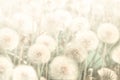 Dreamy dandelions blowball flowers against sunset. Pastel golden toned. Macro with soft focus. Delicate transparent airy elegant a