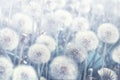 Dreamy dandelions blowball flowers, seeds fly in the wind against sunlight. Vintage Dusty Blue pastel toned. Macro soft focus. Royalty Free Stock Photo