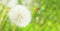 Dreamy dandelions blowball flowers, seeds fly in the wind and ladybug against sunlight. Macro soft focus. Delicate transparent